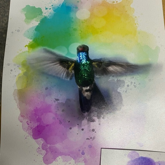 Three 8 x 10 Hummingbird Prints - Picture 4 of 4